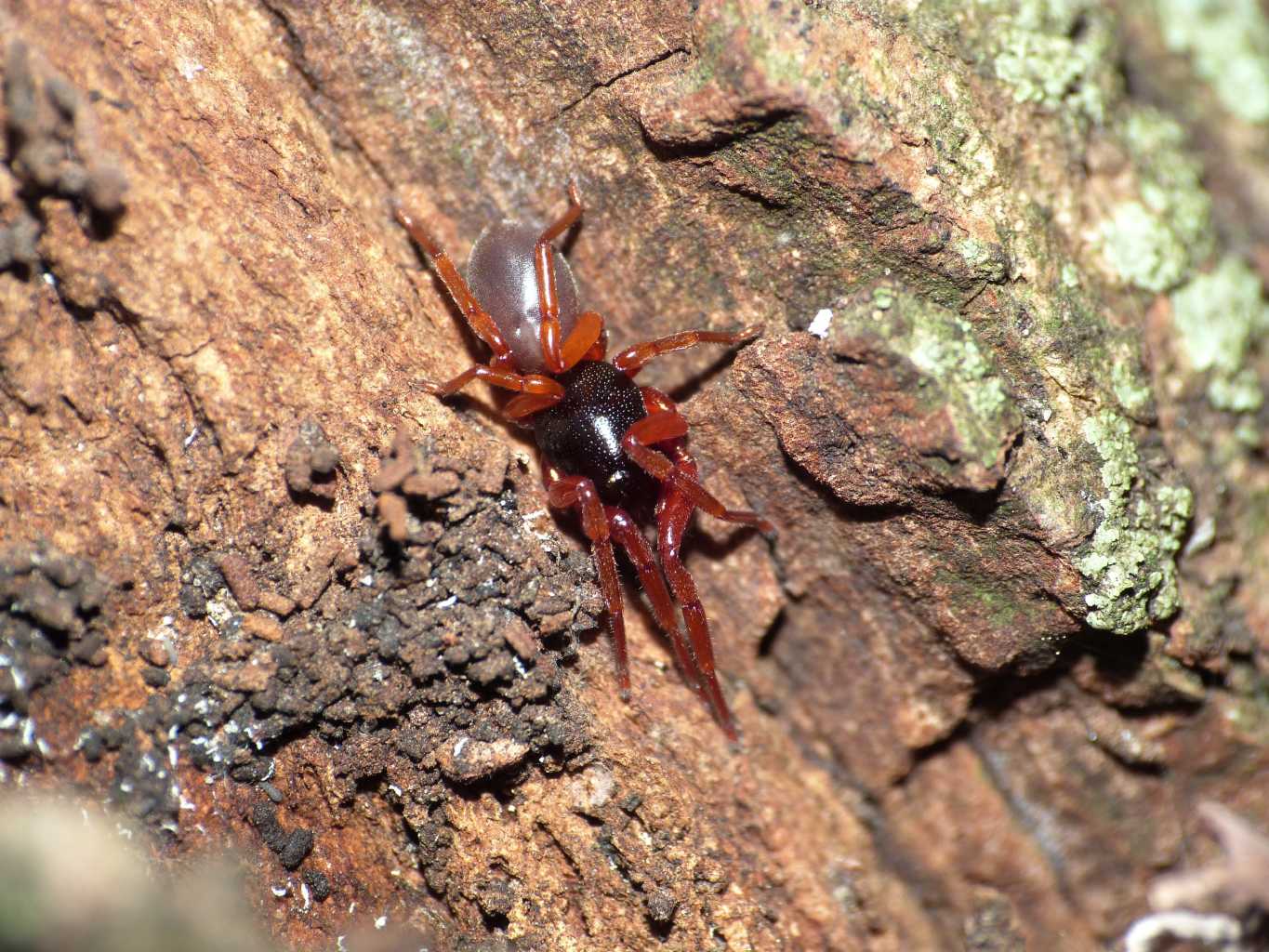 Piccolo Dysderidae